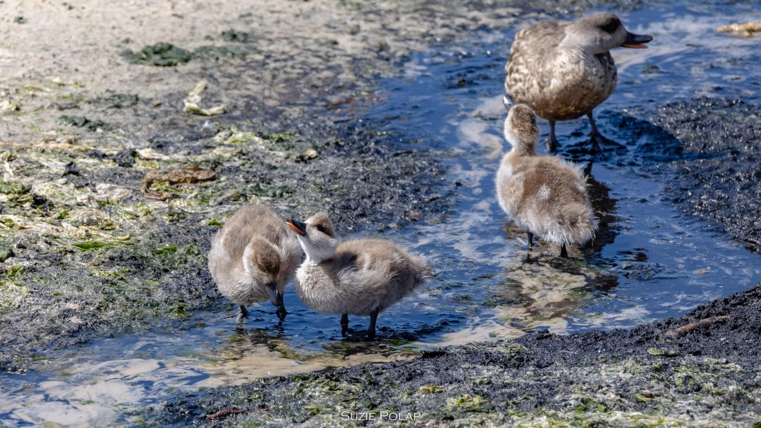PLA27-25, Day 3, 766A7649 © Susanne Polap - Oceanwide Expeditions.jpg