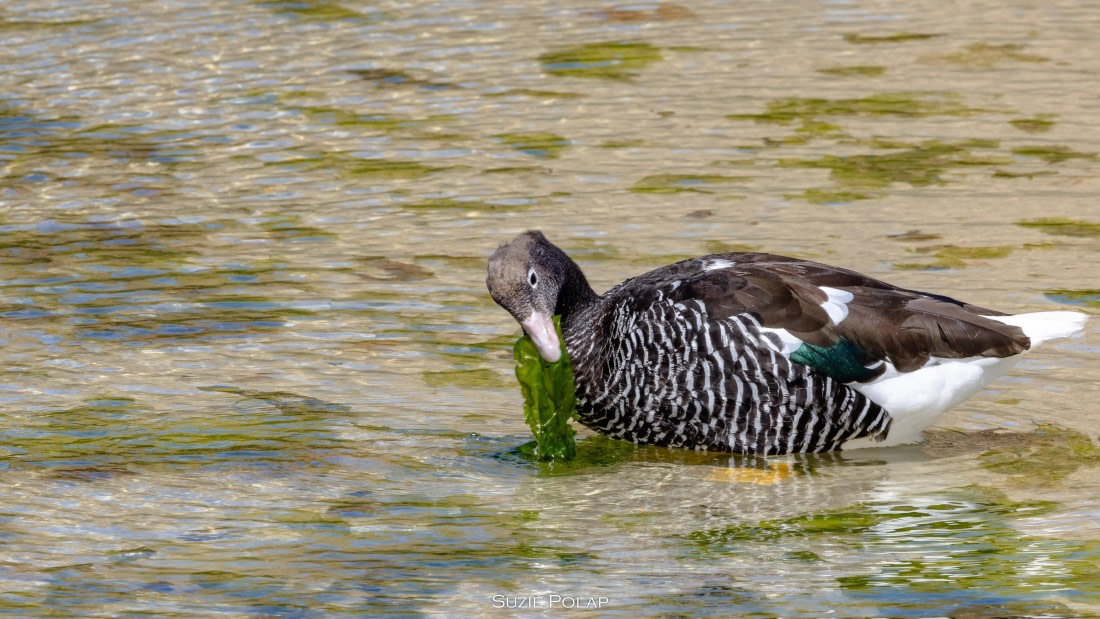 PLA27-25, Day 3, 766A7721 © Susanne Polap - Oceanwide Expeditions.jpg