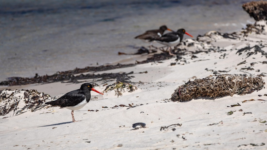 PLA27-25, Day 3, 766A8047 © Susanne Polap - Oceanwide Expeditions.jpg