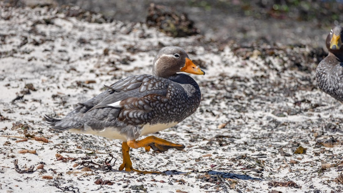 PLA27-25, Day 3, 766A8078 © Susanne Polap - Oceanwide Expeditions.jpg