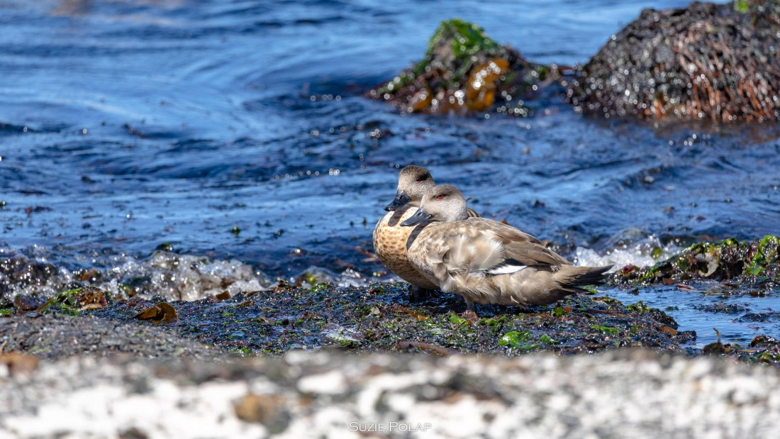 PLA27-25, Day 3, 766A8135 © Susanne Polap - Oceanwide Expeditions.jpg