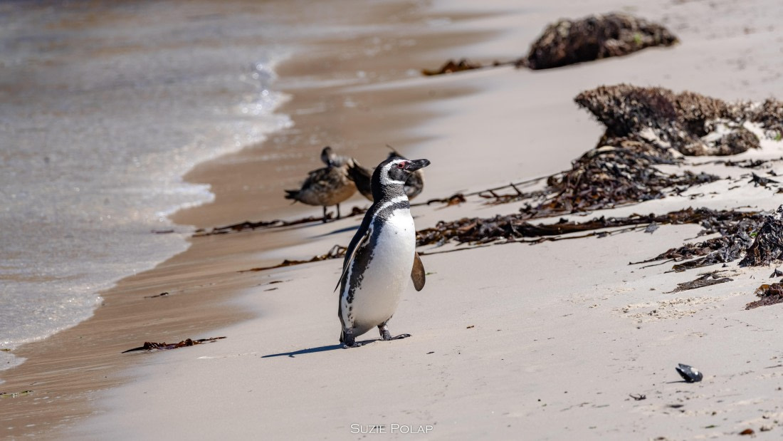 PLA27-25, Day 3, 766A8148 © Susanne Polap - Oceanwide Expeditions.jpg