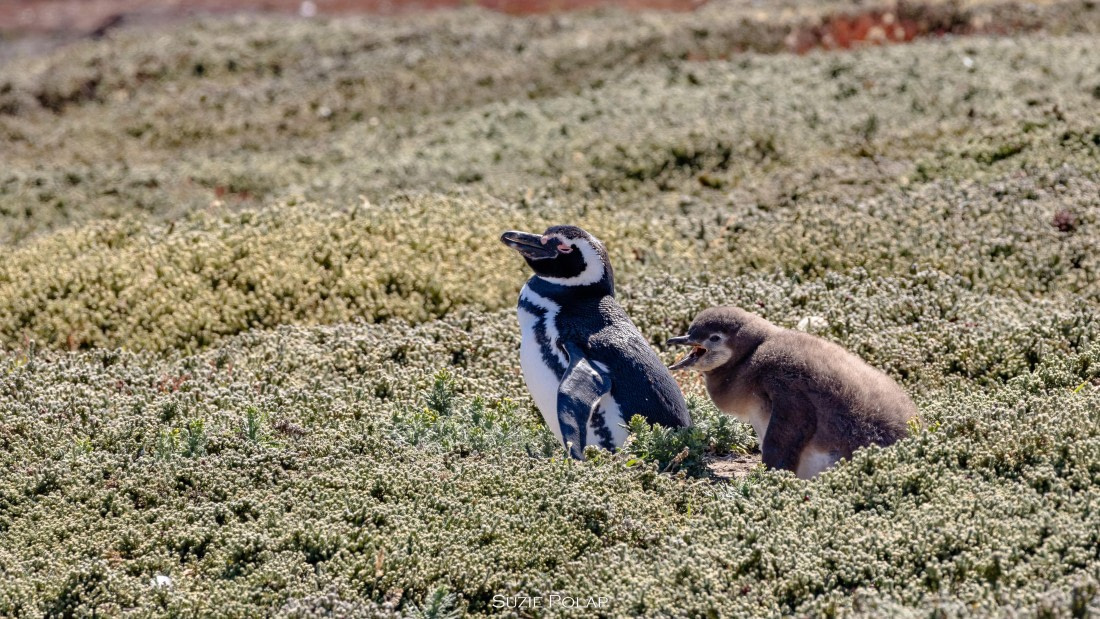 PLA27-25, Day 3, 766A8191 © Susanne Polap - Oceanwide Expeditions.jpg