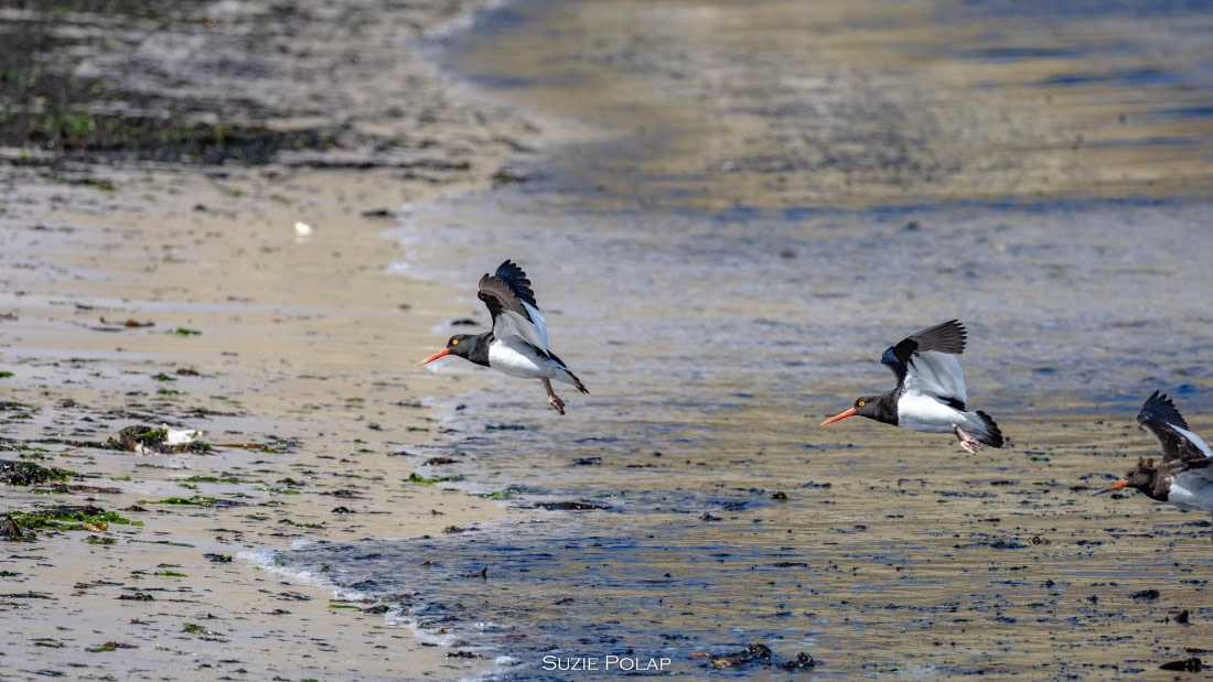 PLA27-25, Day 3, 766A8259 © Susanne Polap - Oceanwide Expeditions.jpg