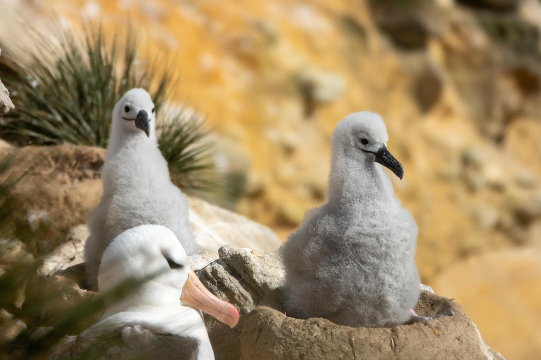 PLA27-25, Day 3, DSC00946 © Tiphanie May - Oceanwide Expeditions.jpg