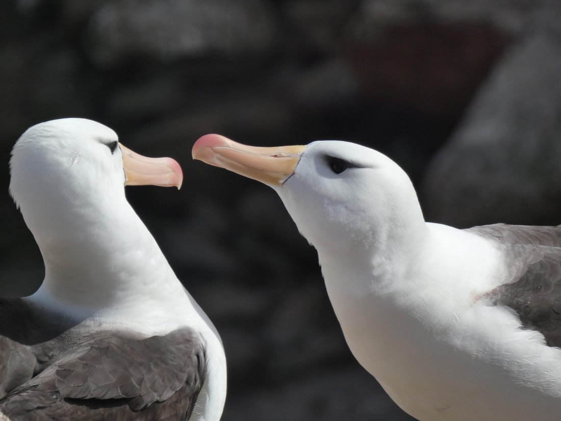 PLA27-25, Day 3, P1170549 © Unknown photographer - Oceanwide Expeditions.JPG