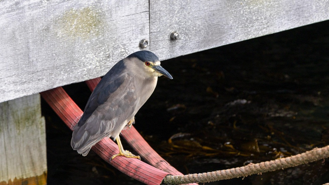 PLA27-25, Day 4, 766A8307 © Susanne Polap - Oceanwide Expeditions.jpg