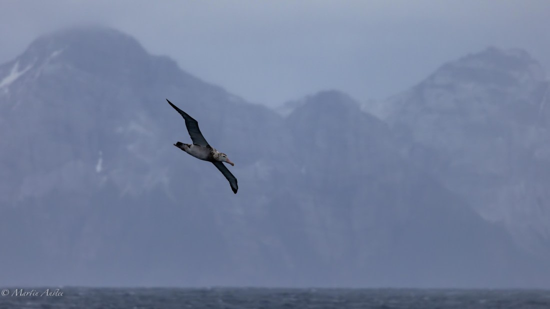 PLA27-25, Day 7, 088A5552 © Martin Anstee - Oceanwide Expeditions.jpg