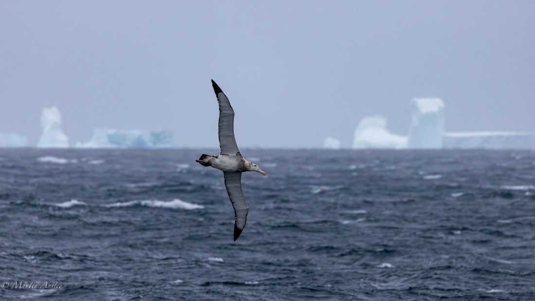 PLA27-25, Day 7, 088A5553 © Martin Anstee - Oceanwide Expeditions.jpg