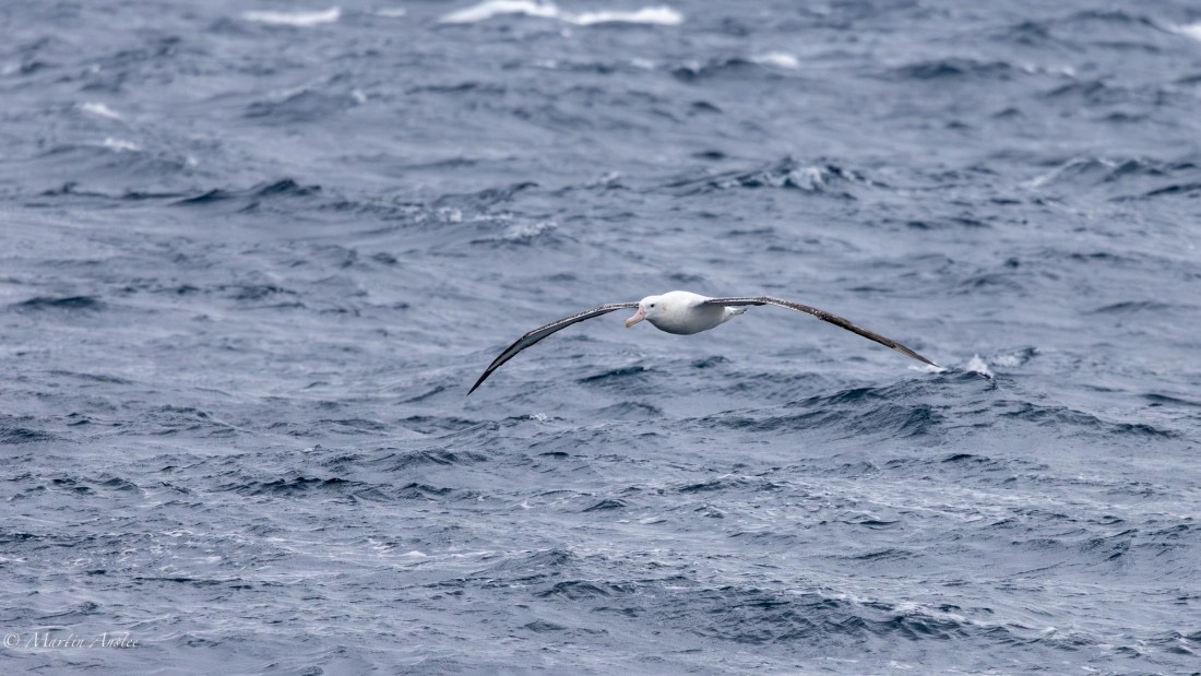 PLA27-25, Day 7, 088A5594 © Martin Anstee - Oceanwide Expeditions.jpg