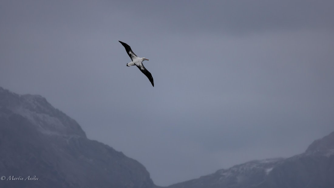 PLA27-25, Day 7, 088A5610 © Martin Anstee - Oceanwide Expeditions.jpg