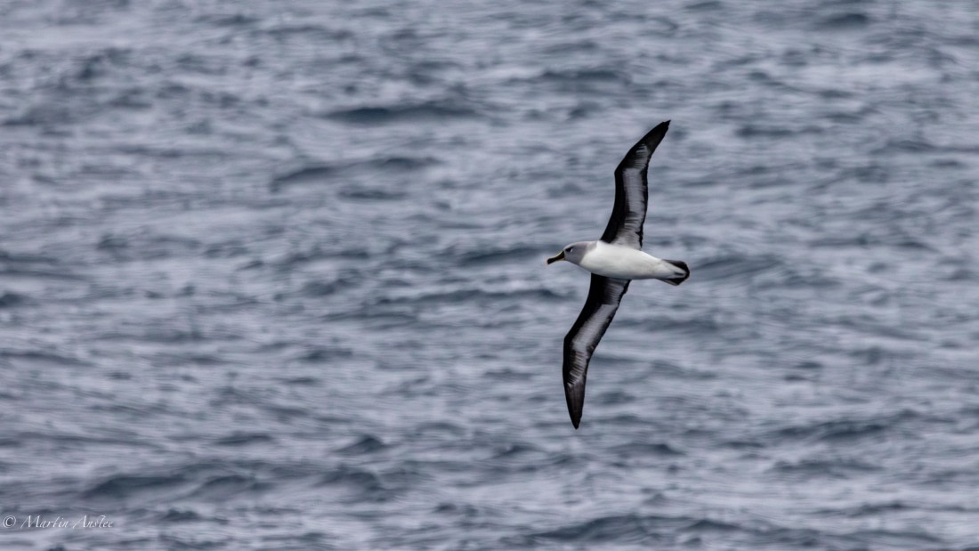 PLA27-25, Day 7, 088A5631 © Martin Anstee - Oceanwide Expeditions.jpg