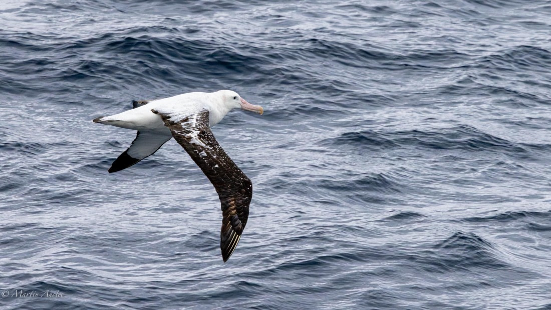 PLA27-25, Day 7, 088A5650 © Martin Anstee - Oceanwide Expeditions.jpg