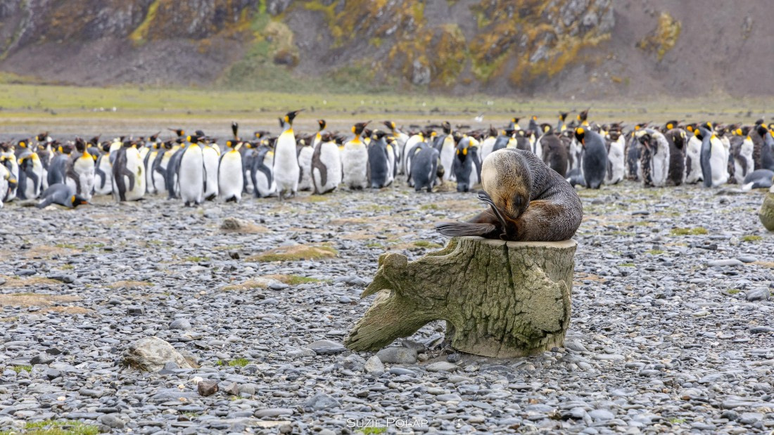 PLA27-25, Day 7, 766A8751 © Susanne Polap - Oceanwide Expeditions.jpg