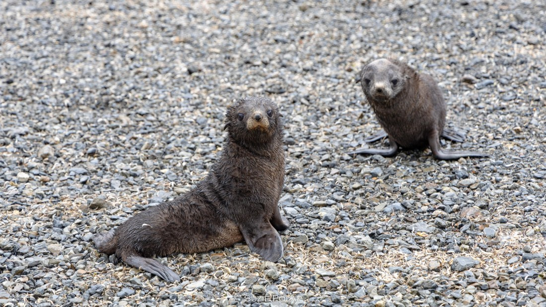 PLA27-25, Day 7, 766A8900 © Susanne Polap - Oceanwide Expeditions.jpg