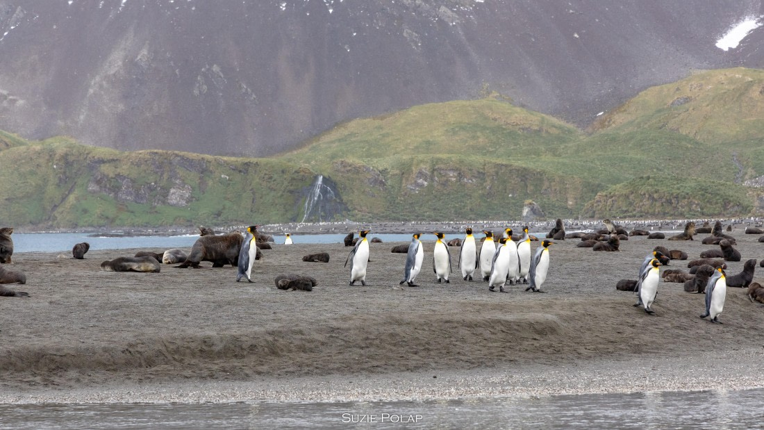 PLA27-25, Day 7, 766A9060 © Susanne Polap - Oceanwide Expeditions.jpg