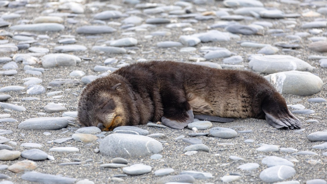 PLA27-25, Day 7, 766A9158 © Susanne Polap - Oceanwide Expeditions.jpg