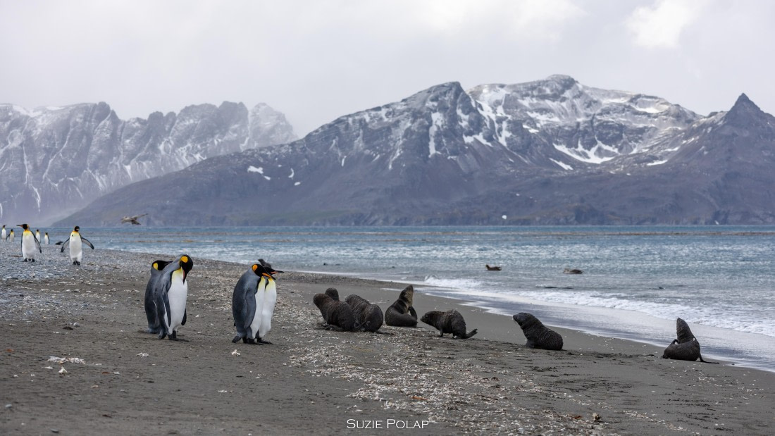 PLA27-25, Day 7, 766A9176 © Susanne Polap - Oceanwide Expeditions.jpg