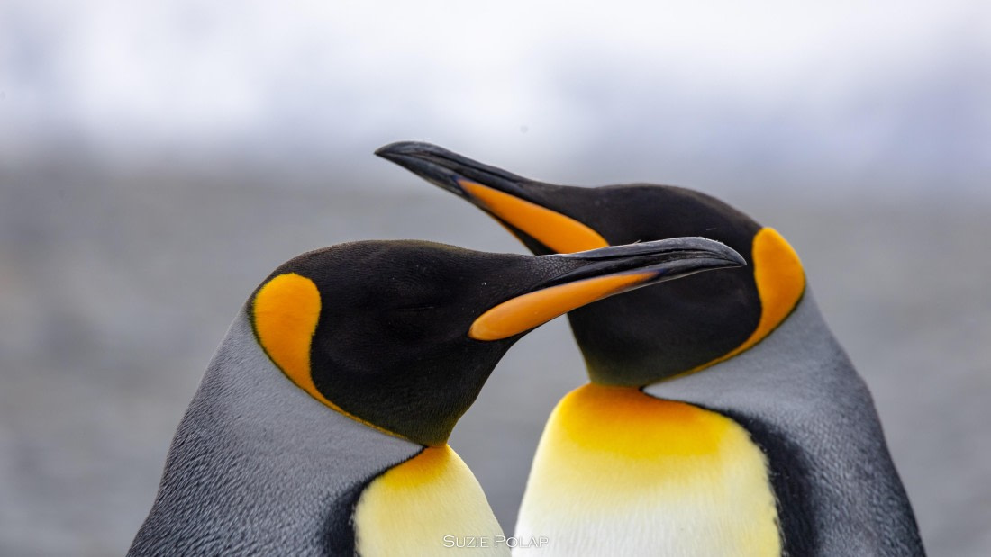 PLA27-25, Day 7, 766A9226 © Susanne Polap - Oceanwide Expeditions.jpg