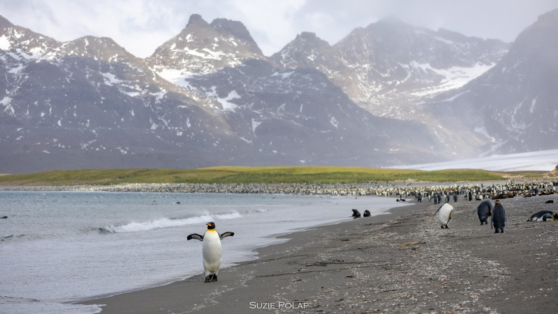 PLA27-25, Day 7, 766A9245 © Susanne Polap - Oceanwide Expeditions.jpg