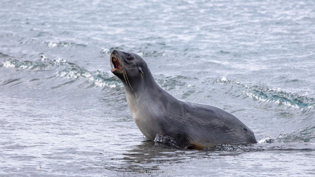 PLA27-25, Day 7, 766A9256 © Susanne Polap - Oceanwide Expeditions.jpg