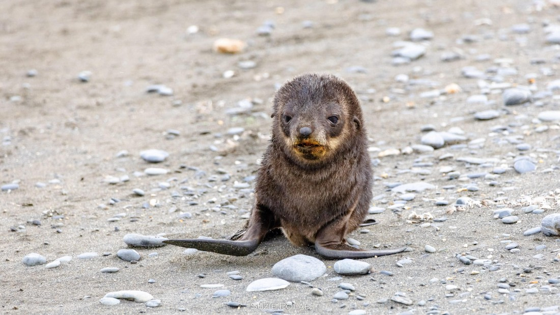 PLA27-25, Day 7, 766A9286 © Susanne Polap - Oceanwide Expeditions.jpg