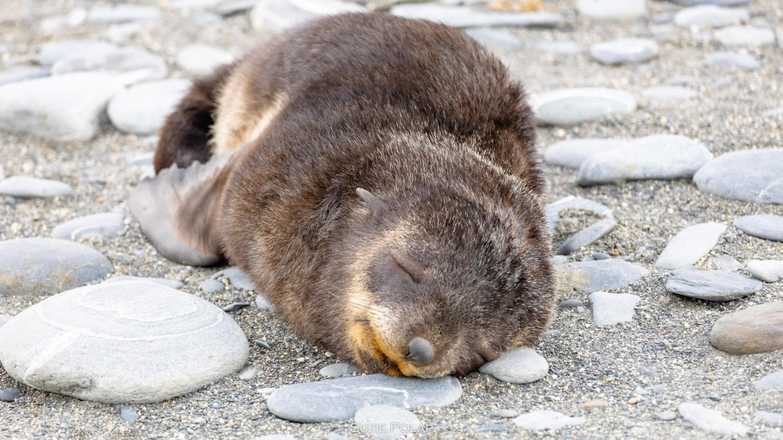 PLA27-25, Day 7, 766A9276 © Susanne Polap - Oceanwide Expeditions.jpg