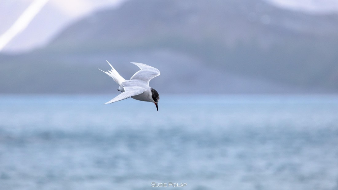 PLA27-25, Day 7, 766A9297 © Susanne Polap - Oceanwide Expeditions.jpg