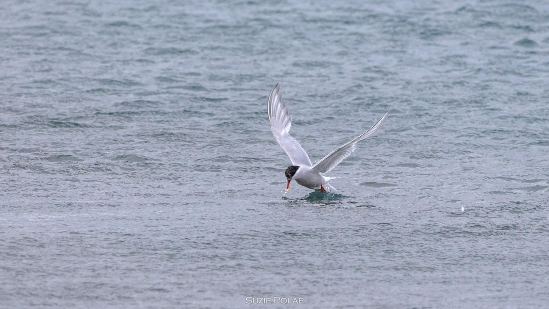 PLA27-25, Day 7, 766A9298 © Susanne Polap - Oceanwide Expeditions.jpg