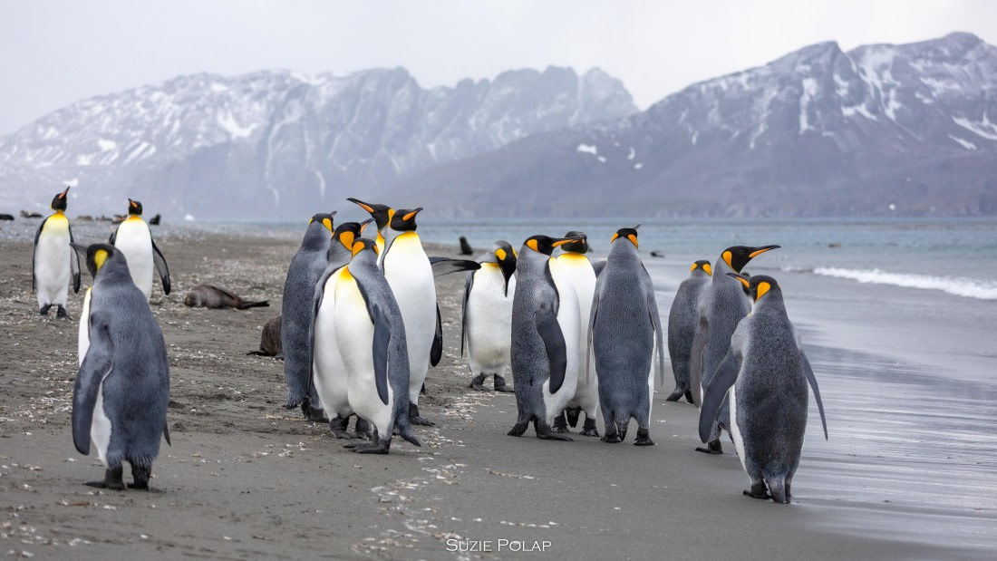 PLA27-25, Day 7, 766A9304 © Susanne Polap - Oceanwide Expeditions.jpg