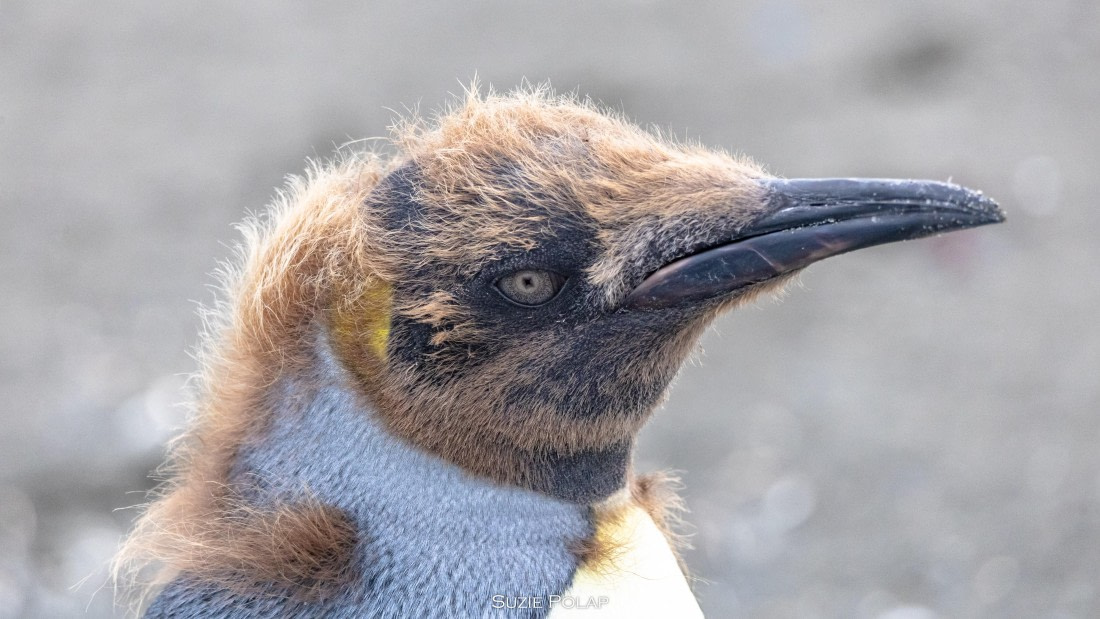 PLA27-25, Day 7, 766A9311 © Susanne Polap - Oceanwide Expeditions.jpg