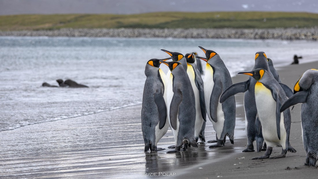 PLA27-25, Day 7, 766A9314 © Susanne Polap - Oceanwide Expeditions.jpg