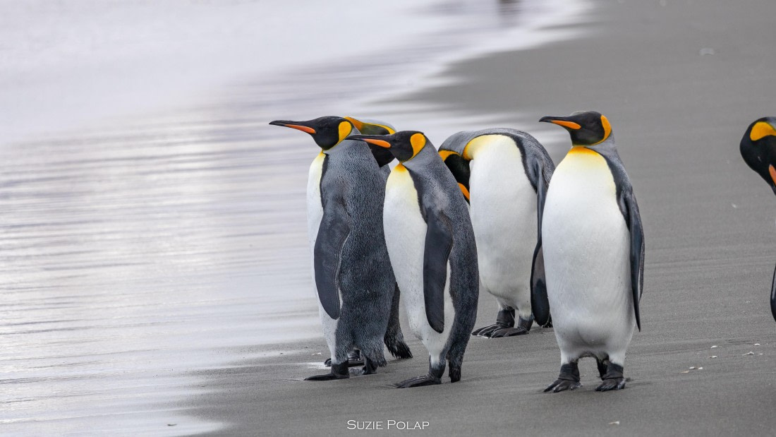 PLA27-25, Day 7, 766A9322 © Susanne Polap - Oceanwide Expeditions.jpg