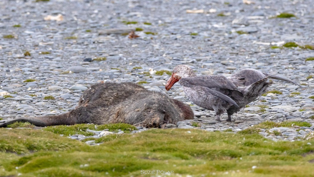 PLA27-25, Day 7, 766A9350 © Susanne Polap - Oceanwide Expeditions.jpg