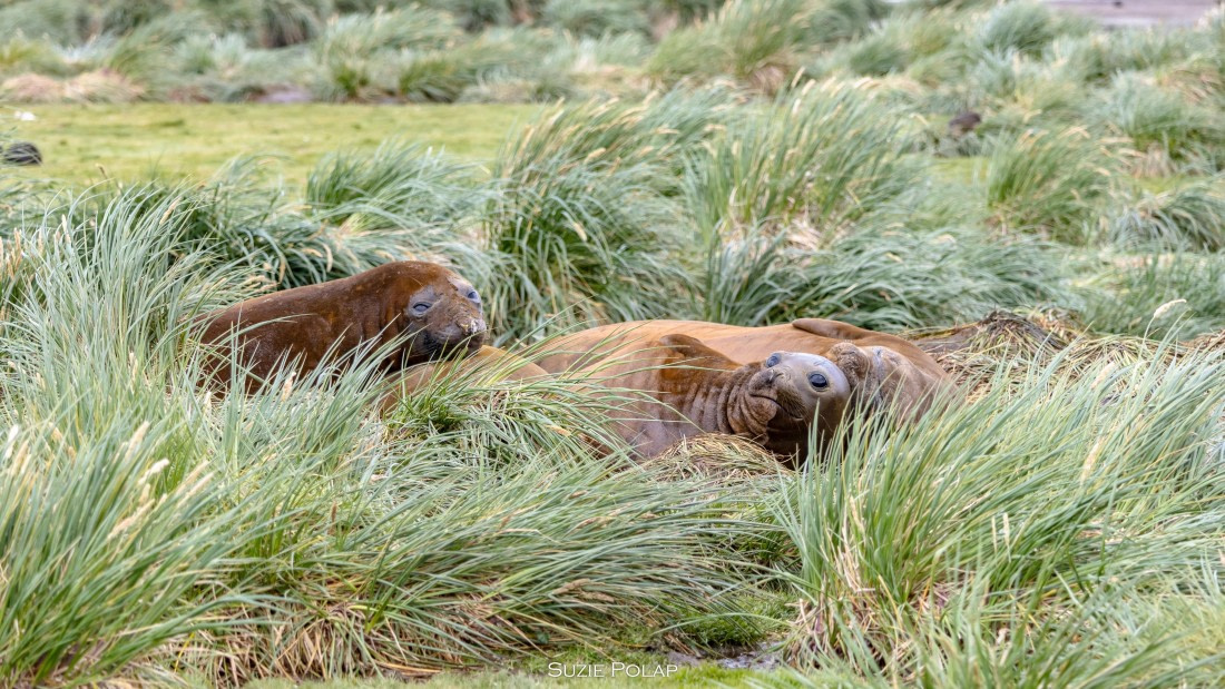 PLA27-25, Day 7, 766A9387 © Susanne Polap - Oceanwide Expeditions.jpg