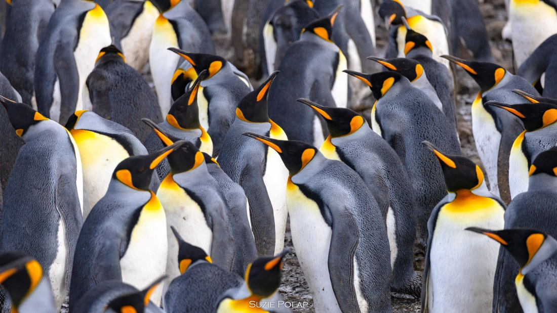 PLA27-25, Day 7, 766A9426 © Susanne Polap - Oceanwide Expeditions.jpg