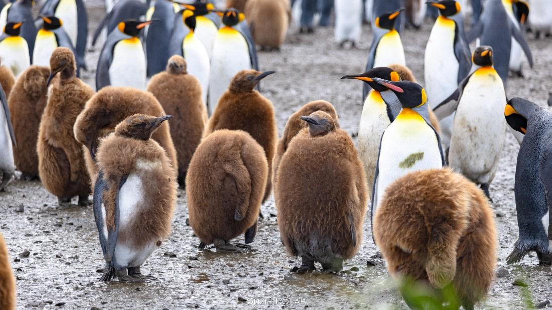 PLA27-25, Day 7, 766A9465 © Susanne Polap - Oceanwide Expeditions.jpg