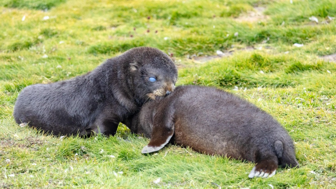 PLA27-25, Day 7, 766A9504 © Susanne Polap - Oceanwide Expeditions.jpg