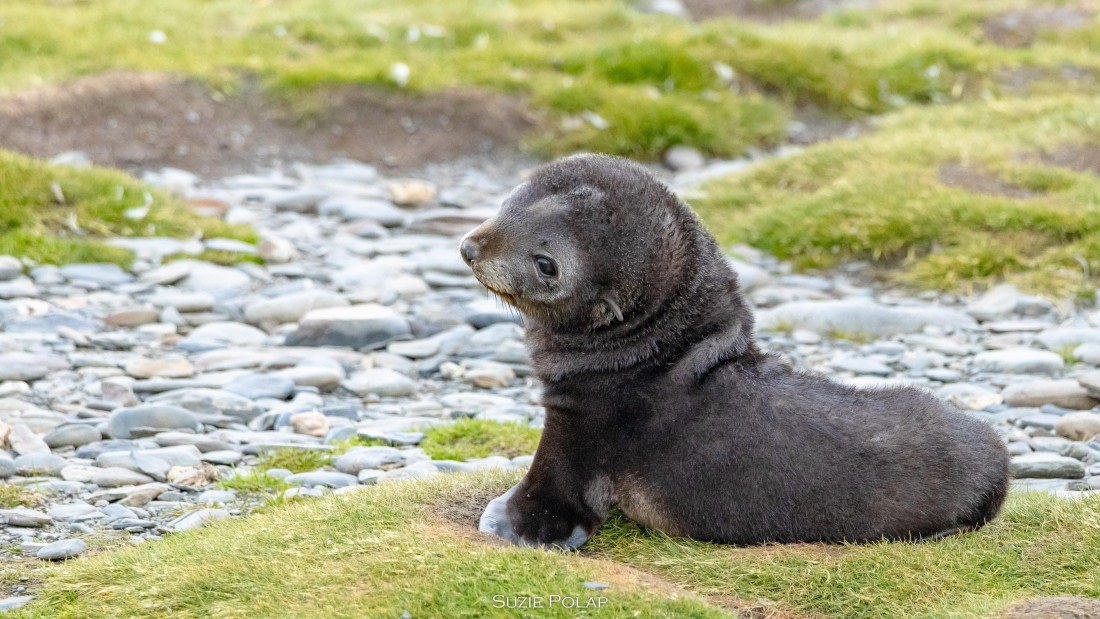 PLA27-25, Day 7, 766A9525 © Susanne Polap - Oceanwide Expeditions.jpg