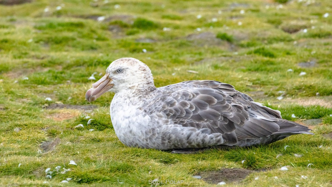 PLA27-25, Day 7, 766A9527 © Susanne Polap - Oceanwide Expeditions.jpg