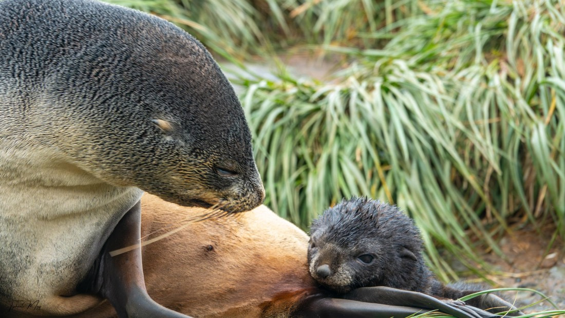 PLA27-25, Day 7, DSC01054 © Tiphanie May - Oceanwide Expeditions.jpg