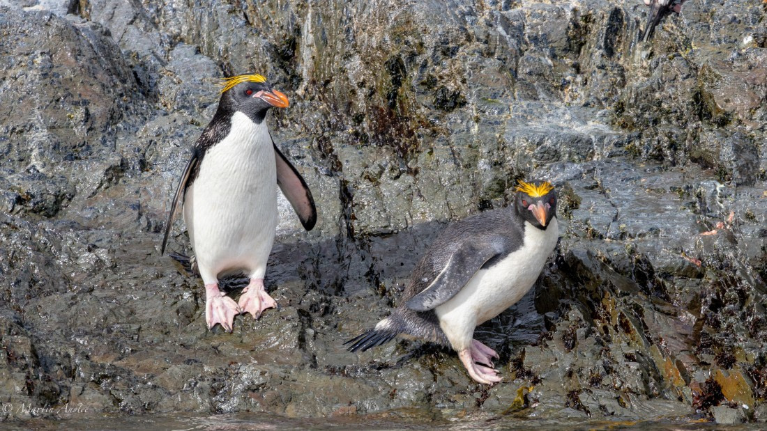 PLA27-25, Day 8, 088A5968 © Martin Anstee - Oceanwide Expeditions.jpg