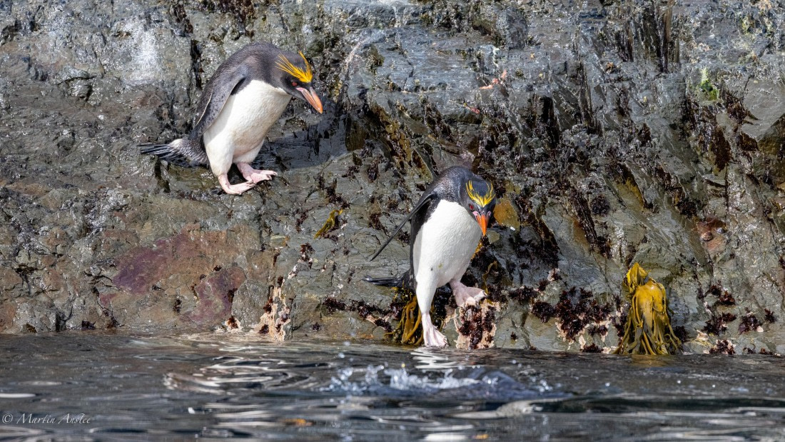 PLA27-25, Day 8, 088A5966 © Martin Anstee - Oceanwide Expeditions.jpg