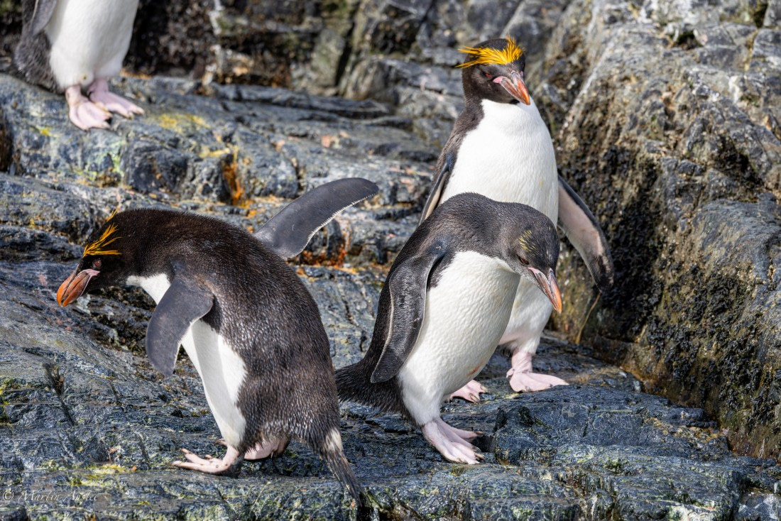 PLA27-25, Day 8, 088A5989 © Martin Anstee - Oceanwide Expeditions.jpg