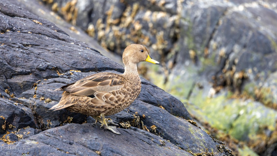 PLA27-25, Day 8, 088A5992 © Martin Anstee - Oceanwide Expeditions.jpg
