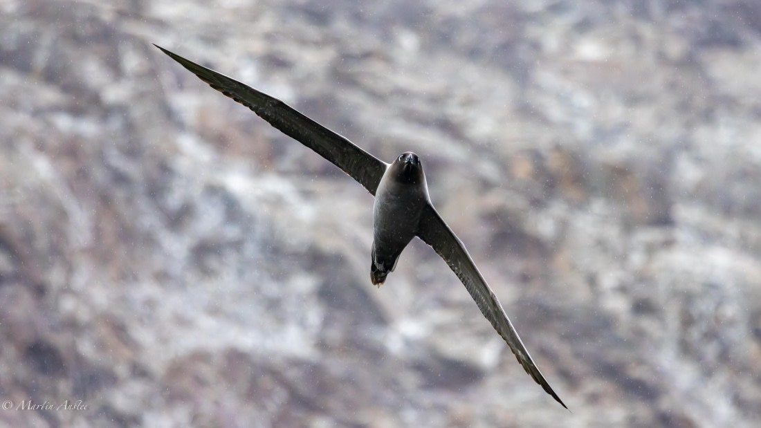 PLA27-25, Day 8, 088A6104 © Martin Anstee - Oceanwide Expeditions.jpg