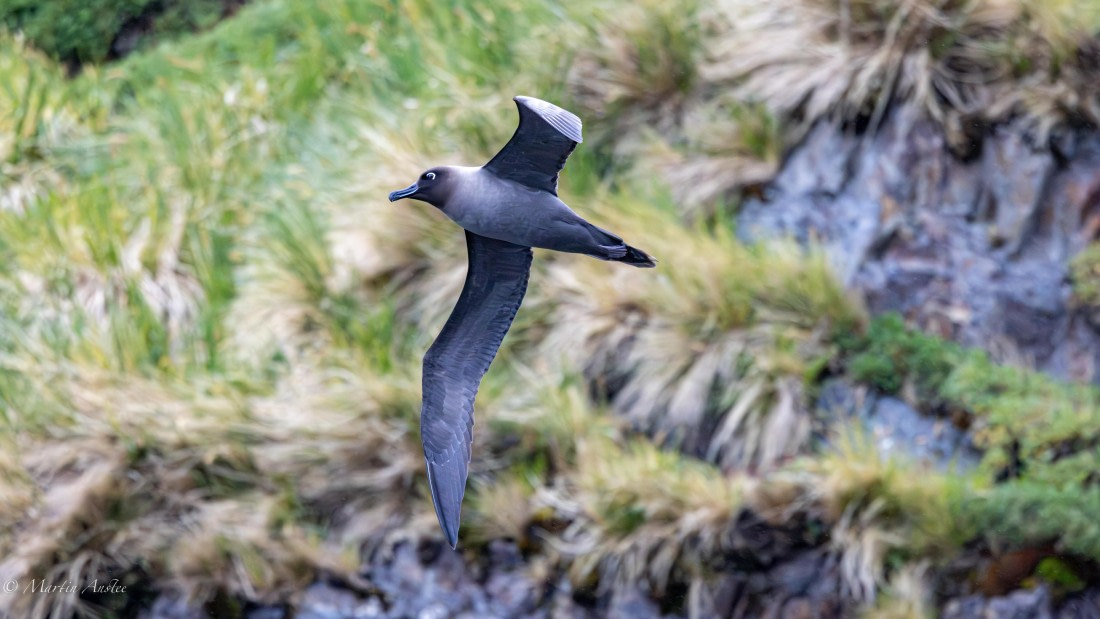 PLA27-25, Day 8, 088A6108 © Martin Anstee - Oceanwide Expeditions.jpg