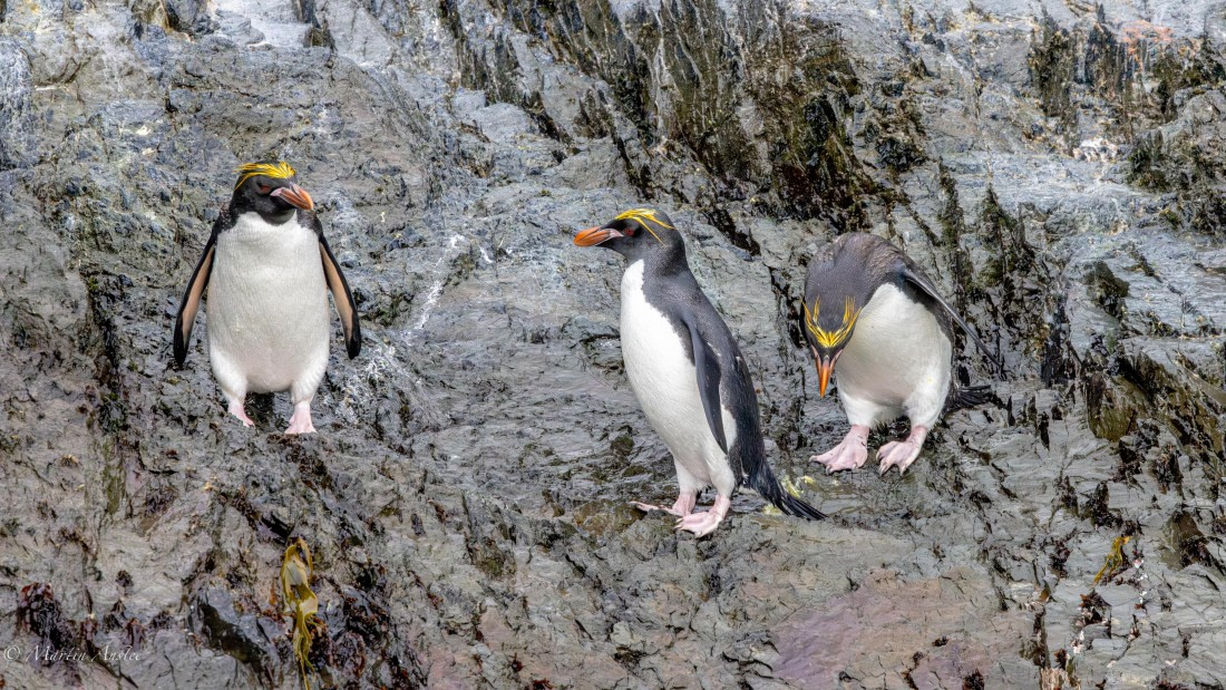 PLA27-25, Day 8, 088A6110 © Martin Anstee - Oceanwide Expeditions.jpg