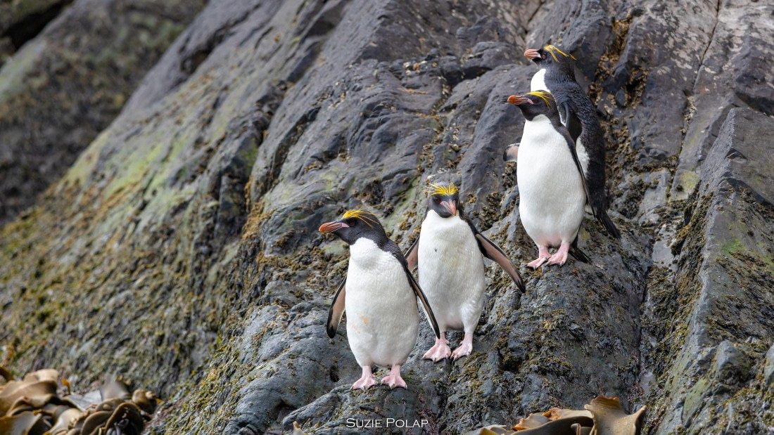 PLA27-25, Day 8, 766A9585 © Susanne Polap - Oceanwide Expeditions.jpg