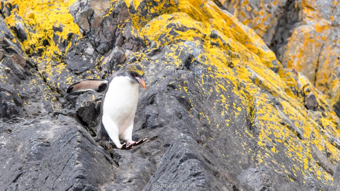 PLA27-25, Day 8, 766A9630 © Susanne Polap - Oceanwide Expeditions.jpg